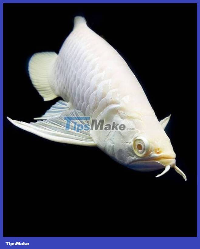 The most expensive aquarium fish in the world is nearly 10 billion each Picture 2