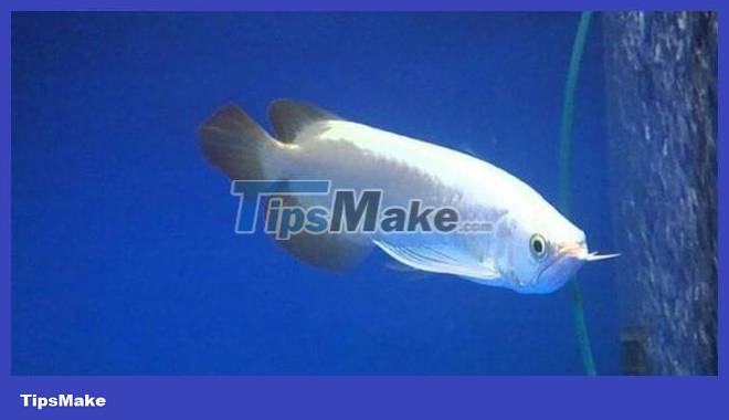 The most expensive aquarium fish in the world is nearly 10 billion each Picture 3