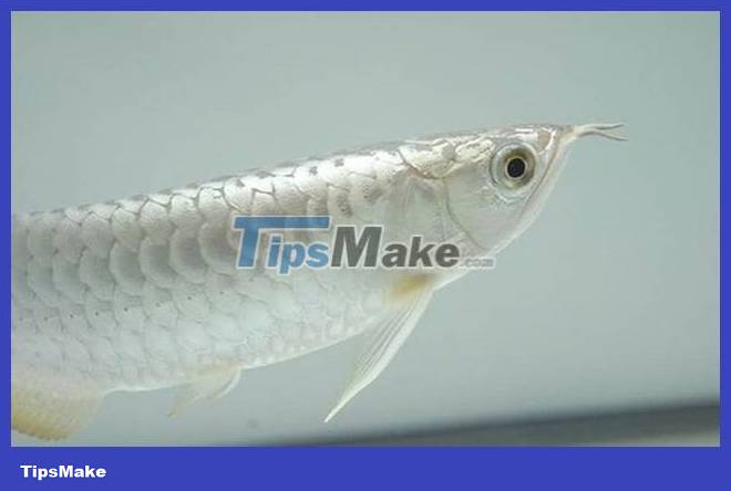 The most expensive aquarium fish in the world is nearly 10 billion each Picture 4