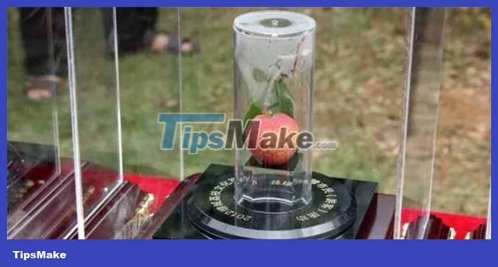 The most expensive type of lychee in the world, once sold 1 lychee for 1.8 billion VND Picture 1
