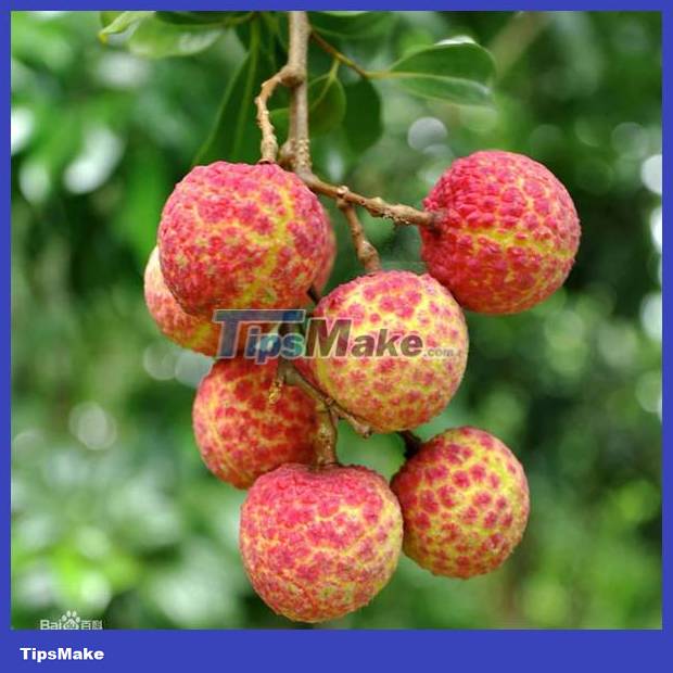 The most expensive type of lychee in the world, once sold 1 lychee for 1.8 billion VND Picture 2