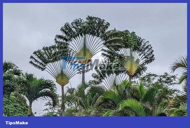 The most interesting banana species in the world Picture 4