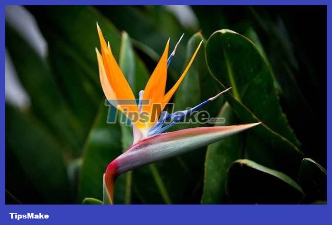 The most interesting banana species in the world Picture 5