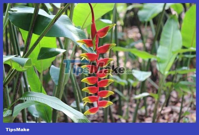 The most interesting banana species in the world Picture 6