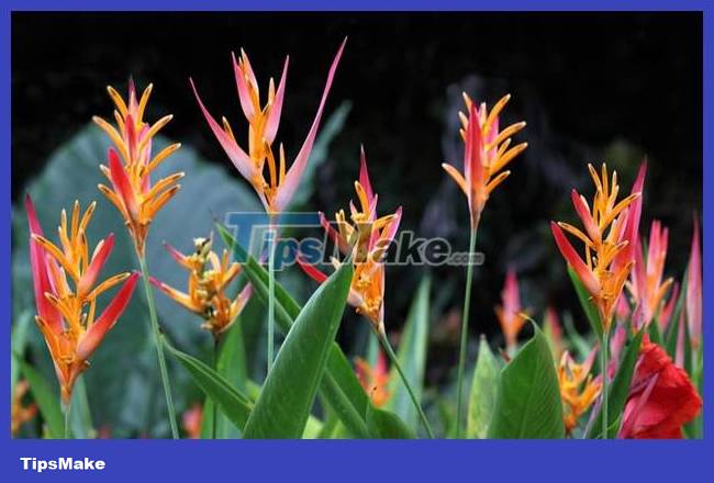 The most interesting banana species in the world Picture 7