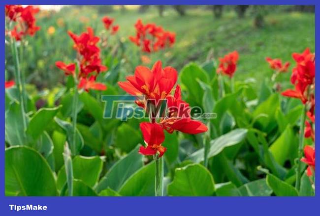 The most interesting banana species in the world Picture 8