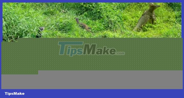 The otters 'invited each other' to the shore to watch the iguanas fight Picture 1