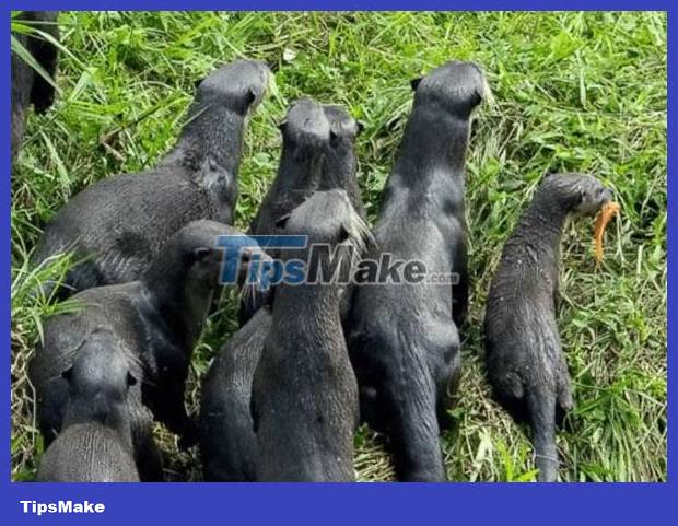 The otters 'invited each other' to the shore to watch the iguanas fight Picture 2