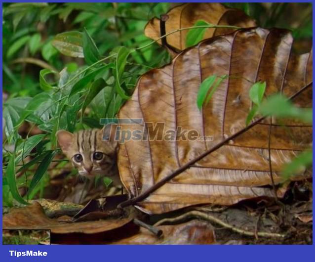 The smallest cat in the world, capable of distinguishing 1 billion different odors Picture 1