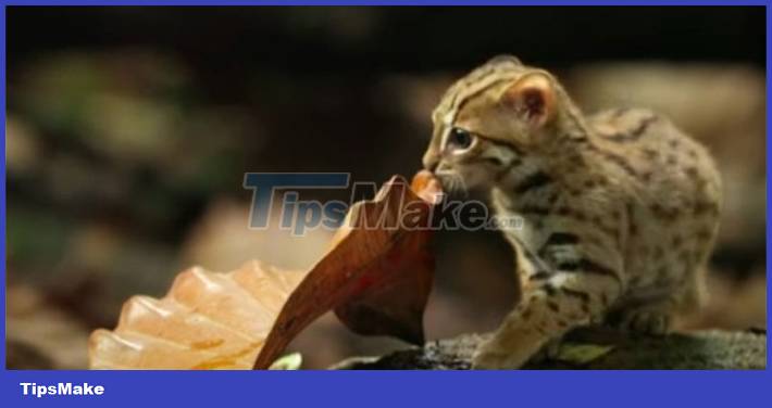 The smallest cat in the world, capable of distinguishing 1 billion different odors Picture 2