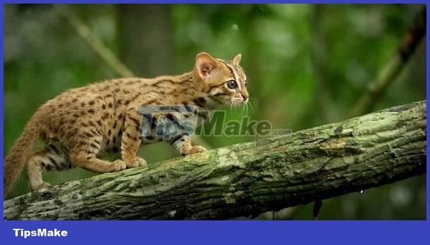 The smallest cat in the world, capable of distinguishing 1 billion different odors Picture 3