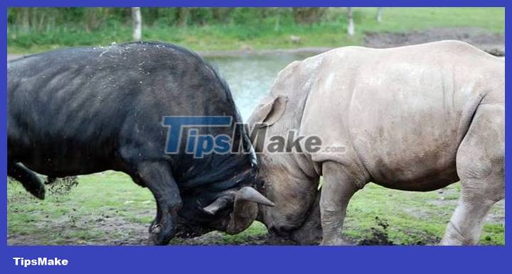 The wild buffalo was knocked to the ground by the rhinoceros and was thrown into the air Picture 1