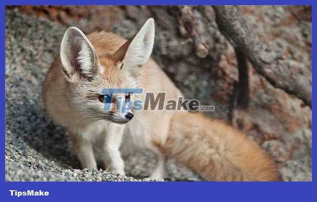 The world's smallest fox Picture 5