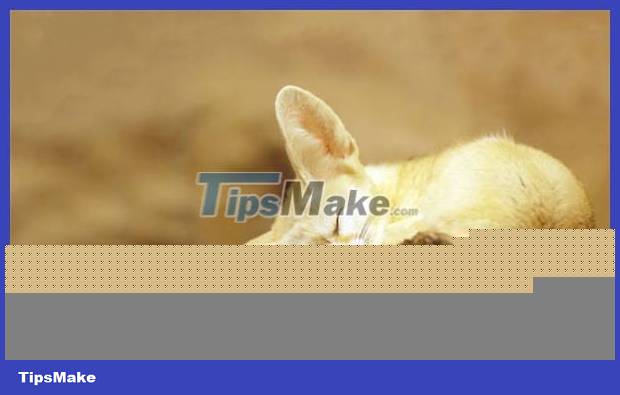 The world's smallest fox Picture 6