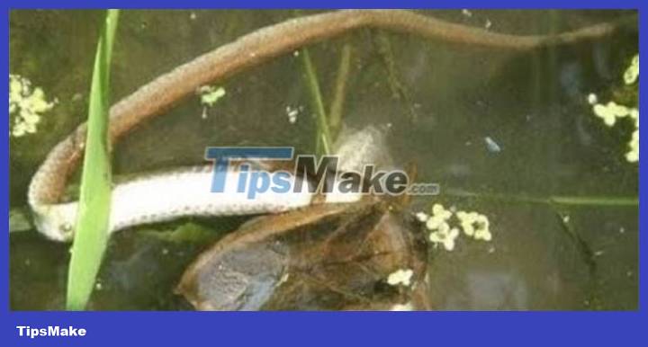 Video: Giant water beetle stalks to catch turtles, fish, snakes in the water Picture 1