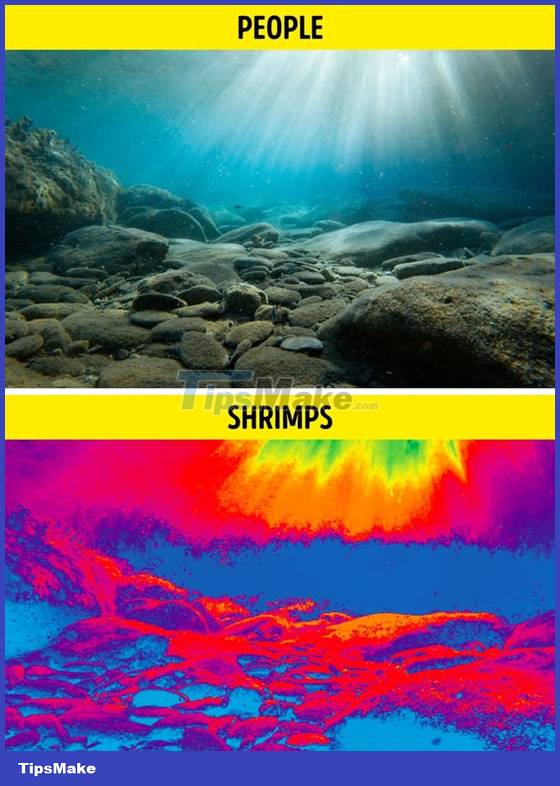 What does the world look like through an animal's point of view? Picture 3