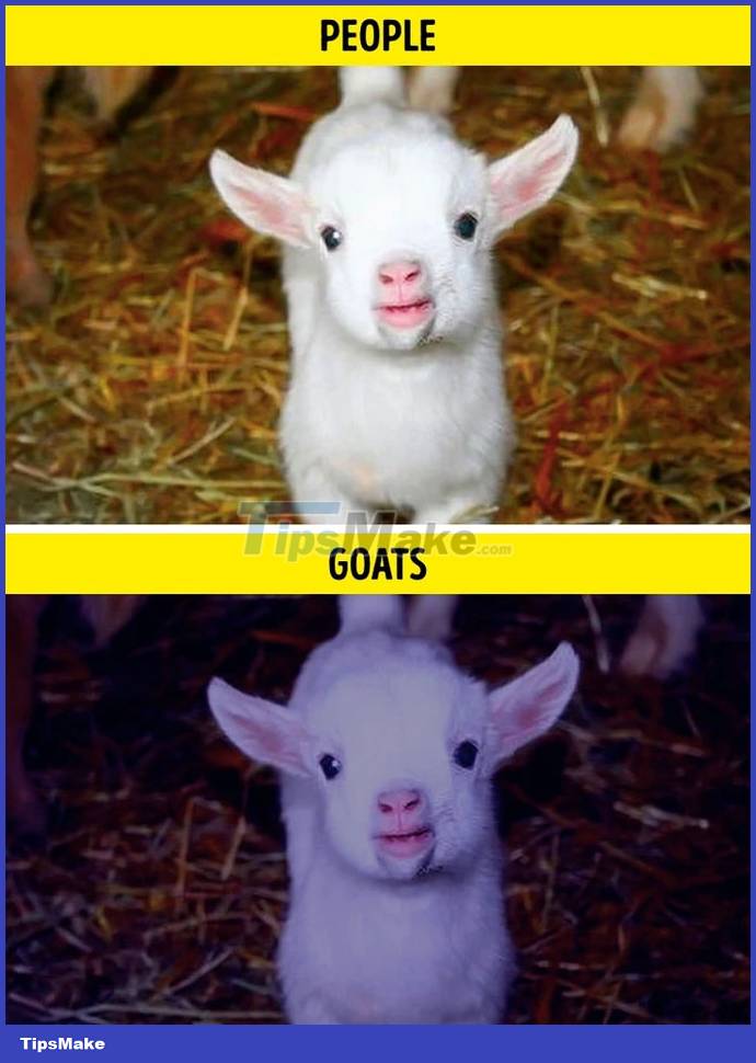 What does the world look like through an animal's point of view? Picture 4