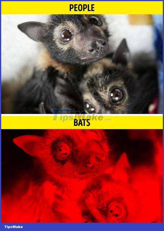 What does the world look like through an animal's point of view? Picture 6