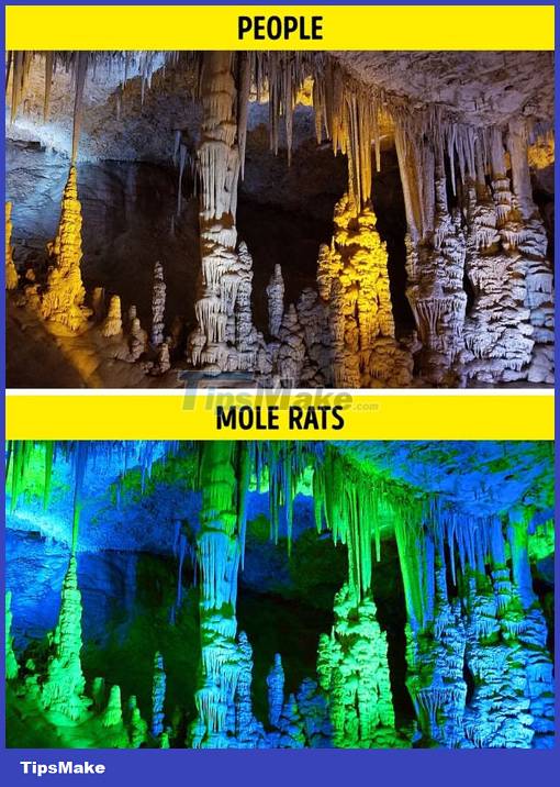 What does the world look like through an animal's point of view? Picture 7