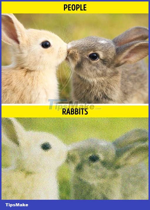 What does the world look like through an animal's point of view? Picture 8