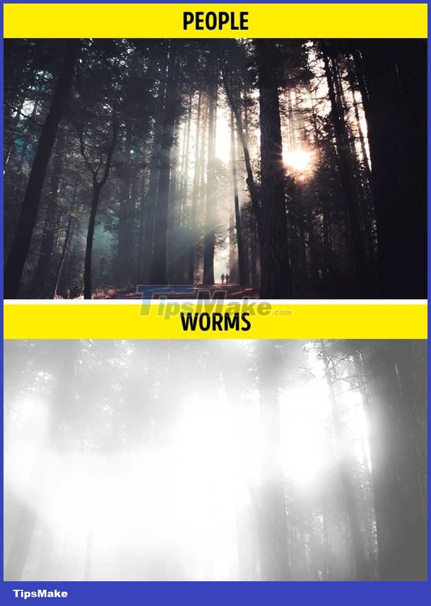 What does the world look like through an animal's point of view? Picture 9