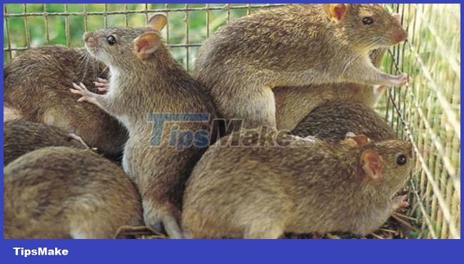 What if rats disappeared from Earth? Picture 1