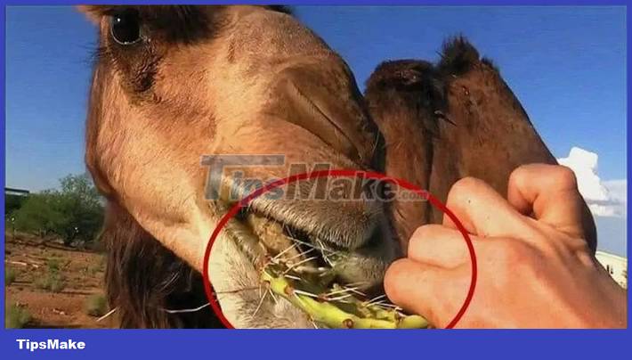 What is the 'meat ball' spitting out of a camel's mouth? Picture 2