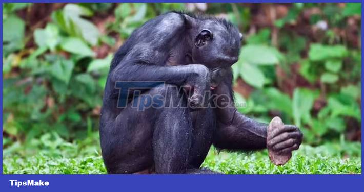 Picture 1 of What is the most intelligent animal on the planet besides humans?