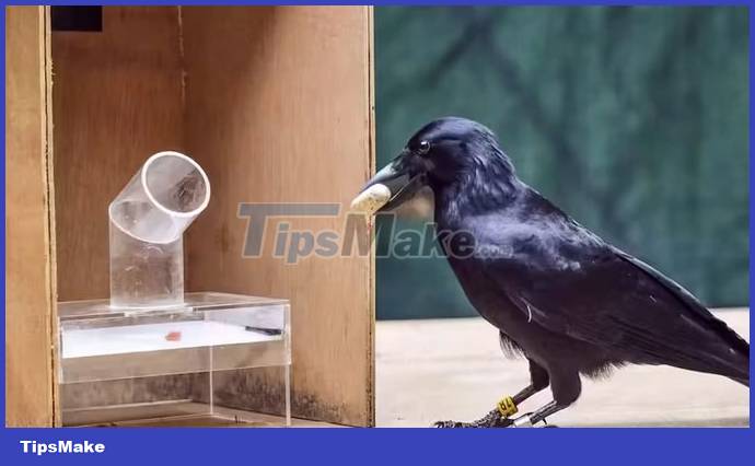 Picture 4 of What is the most intelligent animal on the planet besides humans?