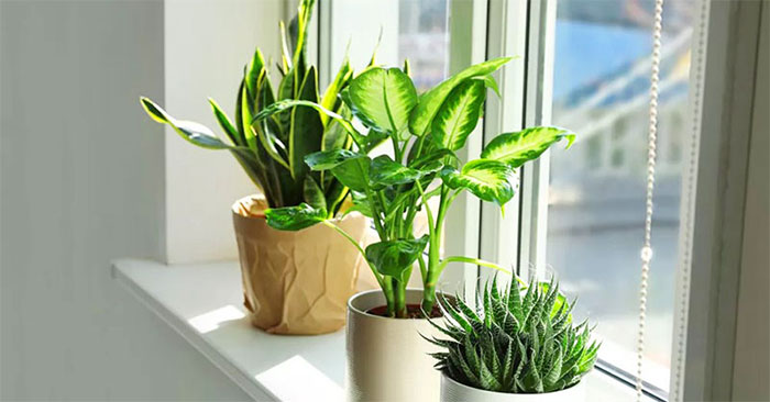 4 types of plants to help cool down the house when the weather is hot ...