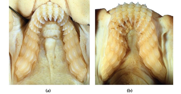 Discovered a New Species of Shark with Human-Like Teeth