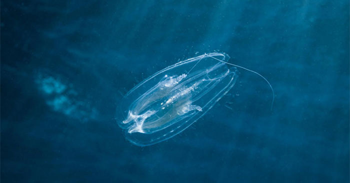 The First Animals Appeared on Earth