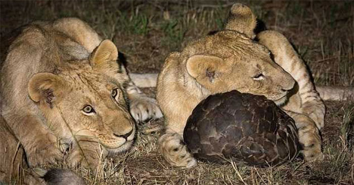 The Lion Is Powerless Against the Pangolin's Steel Armor