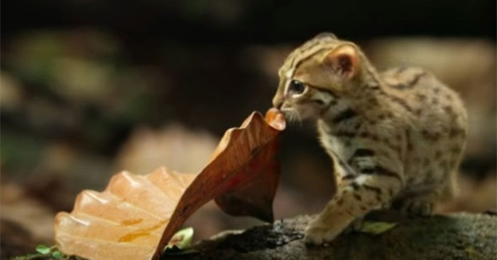 Rusty Spotted Cat: Complete Guide