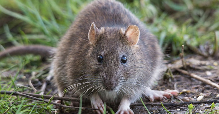 What if rats disappeared from Earth?