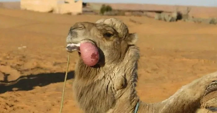 What Is the ''meat Ball'' Spitting Out of a Camel's Mouth?