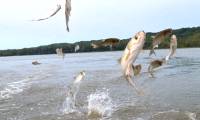 After the river flows into the sea, where did the freshwater fish go?