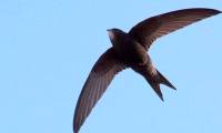 Birds eat, mate and sleep while flying, can fly for 10 months without landing