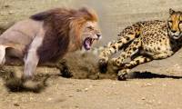 Cheetah encounters lion, who is the winner?