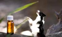 Is Eucalyptus Oil Safe for Your Furry Friend? What Pet Owners Need to Know