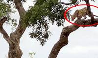 Leopards make a melancholy jump to catch monkeys in the opposite tree