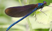 Popular dragonflies in Vietnam