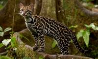 See the cat that looks like a leopard
