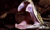 The death bite of the snake with the longest fangs
