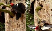 The duel between snakes and woodpeckers