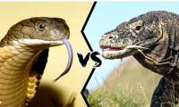 The king cobra attacks the iguana and is surprised by the opponent's counterattack