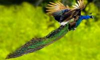 The moment the peacock spreads its wings to fly in the beautiful sky