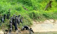 The otters 'invited each other' to the shore to watch the iguanas fight