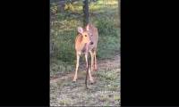 The scene of deer eating snakes scared many people and the surprising reason behind