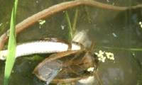 Video: Giant water beetle stalks to catch turtles, fish, snakes in the water